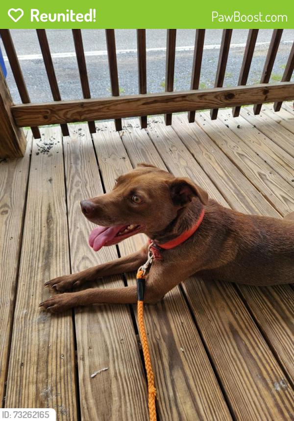 Reunited Male Dog last seen Main Street and Mill Street, Fort Loudon, PA 17224