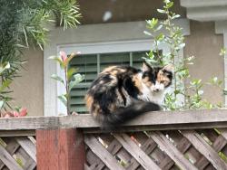 Found/Stray Female Cat last seen Helen Ave. & Peebles Place, Santa Clara, CA 95051