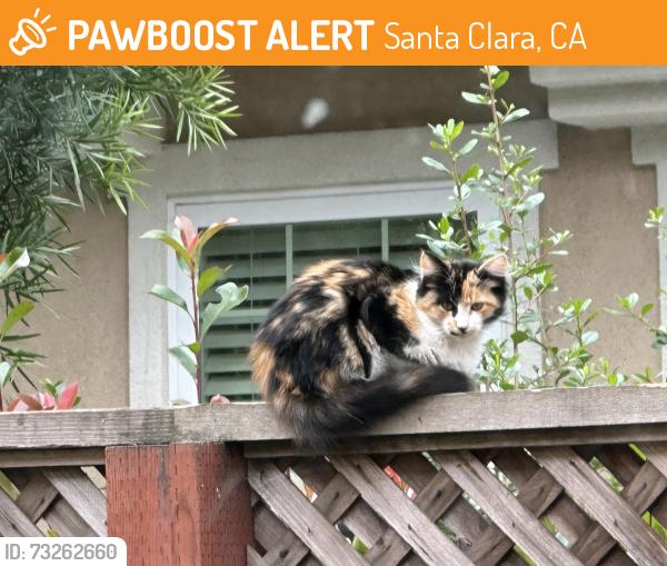 Found/Stray Female Cat last seen Helen Ave. & Peebles Place, Santa Clara, CA 95051