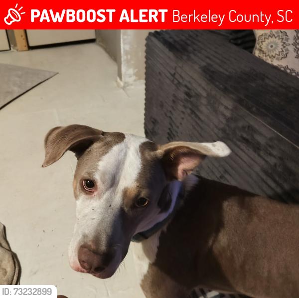 Lost Male Dog last seen Cannon ct and Gant's Street, Berkeley County, SC 29461