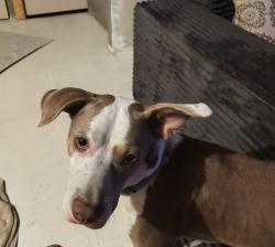 Lost Male Dog last seen Cannon ct and Gant's Street, Berkeley County, SC 29461