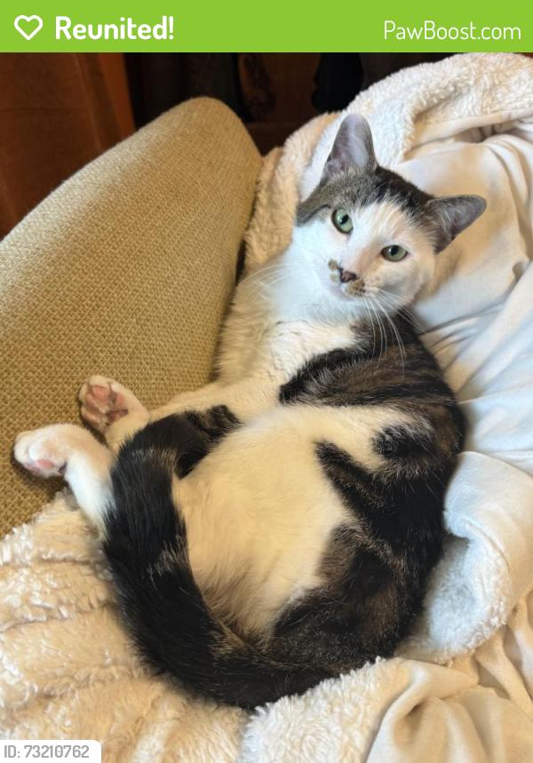 Reunited Male Cat last seen Woods pl, Raleigh, NC 27607