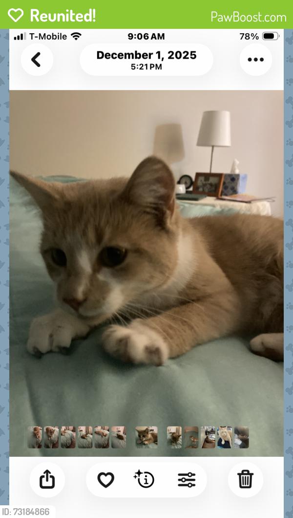 Reunited Female Cat last seen Near back entrance to Hannaford Plaza, East Greenbush, NY 12061