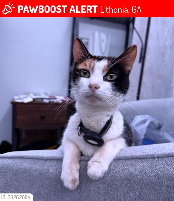 Lost Female Cat last seen Deshon rd, Lithonia, GA 30058