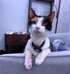 Lost Female Cat last seen Deshon rd, Lithonia, GA 30058
