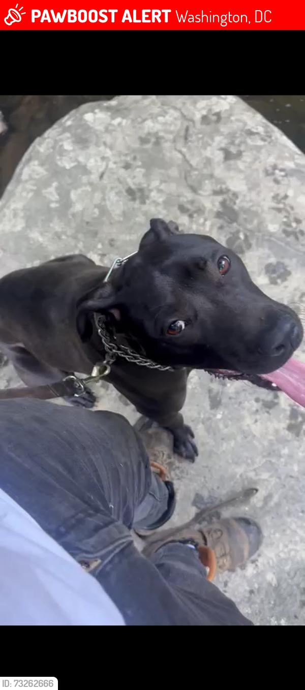 Lost Female Dog last seen Division ave & 51st st, Washington, DC 20019