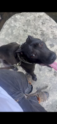 Lost Female Dog last seen Division ave & 51st st, Washington, DC 20019