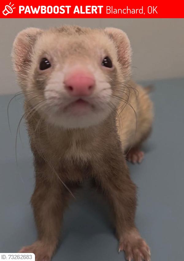 Lost Male Ferret last seen Timbers Rd, Crossroads to Life Church, Blanchard, OK 73010