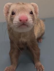 Lost Male Ferret last seen Timbers Rd, Crossroads to Life Church, Blanchard, OK 73010