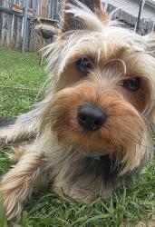 Reunited Male Dog last seen Tarrant main and Euless Street, Euless, TX 76040