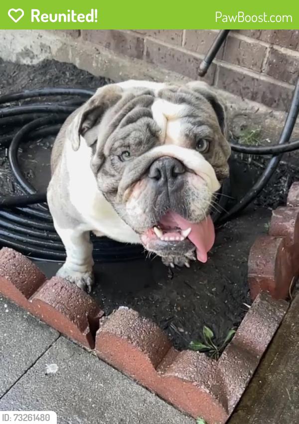 Reunited Male Dog last seen Brownfield, Mesquite, TX 75150