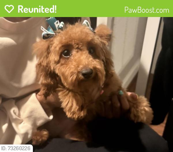 Reunited Female Dog last seen Near Gainesville St Se, Washington, DC 20020