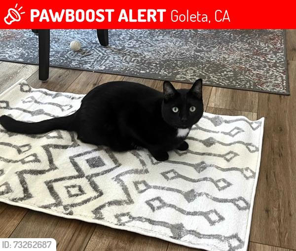 Lost Male Cat last seen Aberdeen ave, Goleta, CA 93117