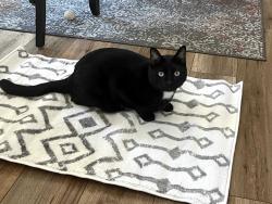 Lost Male Cat last seen Aberdeen ave, Goleta, CA 93117