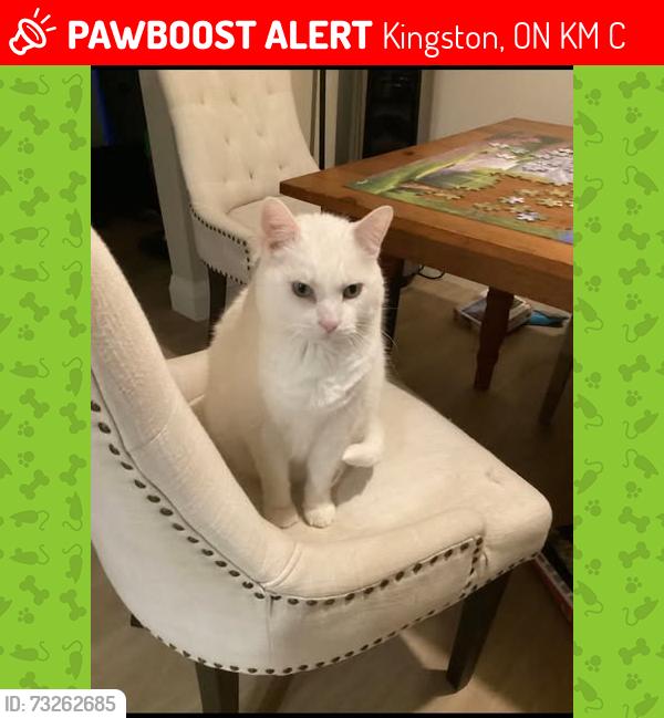 Lost Male Cat last seen Bayridge East, Kingston, ON K7M 6C6