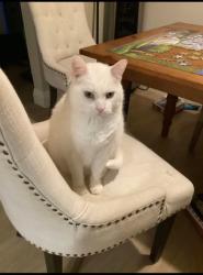 Lost Male Cat last seen Bayridge East, Kingston, ON K7M 6C6