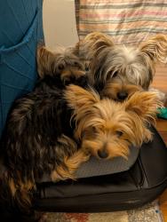 Reunited Female Dog last seen Tarrant main and Euless Street, Euless, TX 76040