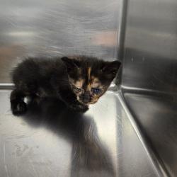 Shelter Stray Female Cat last seen , 980 Guilford College Rd, Greensboro, NC 27409, USA