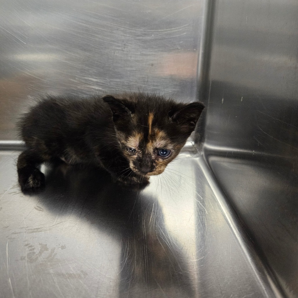 Shelter Stray Female Cat last seen , 980 Guilford College Rd, Greensboro, NC 27409, USA