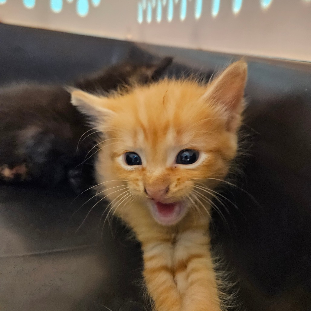 Shelter Stray Male Cat last seen , 980 Guilford College Rd, Greensboro, NC 27409, USA