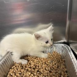 Shelter Stray Male Cat last seen , 980 Guilford College Rd, Greensboro, NC 27409, USA