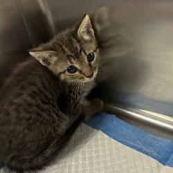 Shelter Stray Female Cat last seen , 980 Guilford College Rd, Greensboro, NC 27409, USA