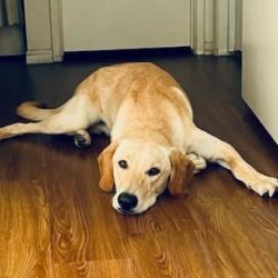 Shelter Stray Male Dog last seen , 361 S Raymond Ave, Pasadena, CA 91105, USA