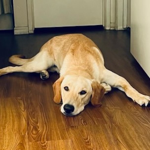 Shelter Stray Male Dog last seen , 361 S Raymond Ave, Pasadena, CA 91105, USA