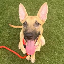 Shelter Stray Male Dog last seen , Animal Care & Control Team of Philly, 111 W Hunting Park Ave, Philadelphia, PA 19140, USA
