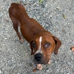 Shelter Stray Female Dog last seen , 14 Forever Friend Ln, Asheville, NC 28806, USA