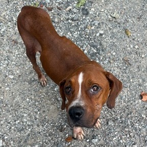 Shelter Stray Female Dog last seen , 14 Forever Friend Ln, Asheville, NC 28806, USA