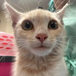 Shelter Stray Male Cat last seen , 11665 US-89, Flagstaff, AZ 86004, USA