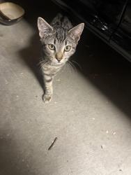Found/Stray Male Cat last seen Near s chrisman rd Tracy ca, Tracy, CA 95304