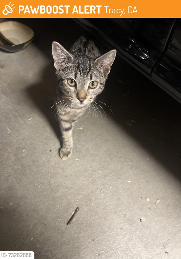 Found/Stray Male Cat last seen Near s chrisman rd Tracy ca, Tracy, CA 95304