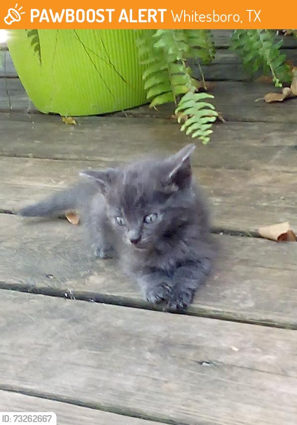 Found/Stray Female Cat last seen On 56 just two or three blocks from the square, Whitesboro, TX 76273