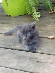 Found/Stray Female Cat last seen On 56 just two or three blocks from the square, Whitesboro, TX 76273
