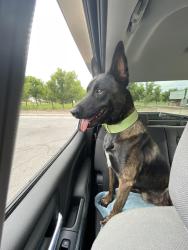 Lost Male Dog last seen Organ road, Mesilla Park, NM 88047