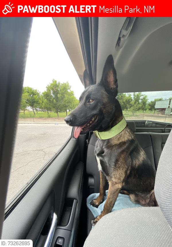 Lost Male Dog last seen Organ road, Mesilla Park, NM 88047
