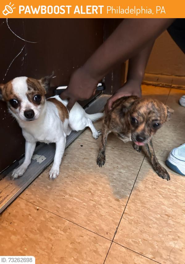 Found/Stray Unknown Dog last seen 20th street and Ridge Avenue, Philadelphia, PA 19130