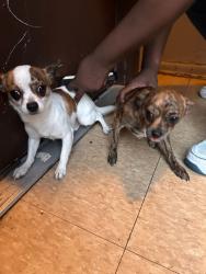 Found/Stray Unknown Dog last seen 20th street and Ridge Avenue, Philadelphia, PA 19130