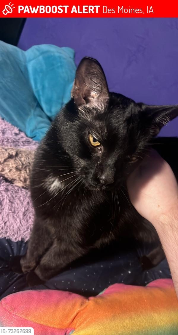 Lost Male Cat last seen Near nearish MLK, Des Moines, IA 50314