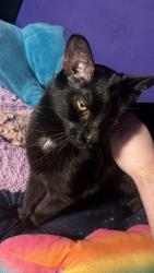 Lost Male Cat last seen Near nearish MLK, Des Moines, IA 50314