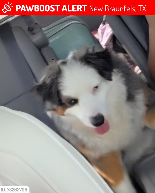 Lost Male Dog last seen Grace Meadows near Creekside, New Braunfels, TX 78130