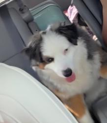 Lost Male Dog last seen Grace Meadows near Creekside, New Braunfels, TX 78130