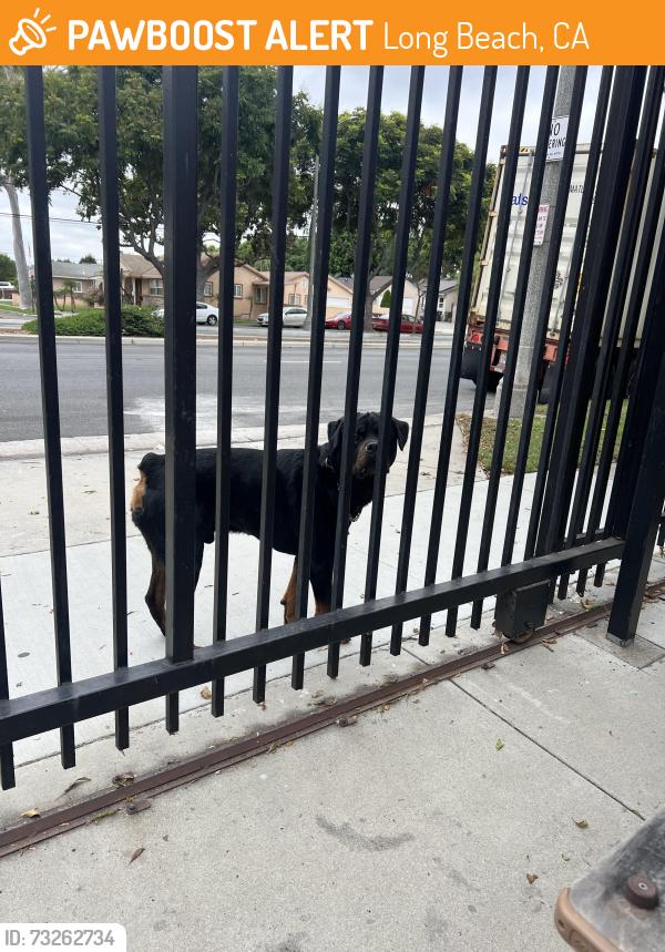 Found/Stray Unknown Dog last seen Long Beach Blvd and Adams’s St, Long Beach, CA 90805