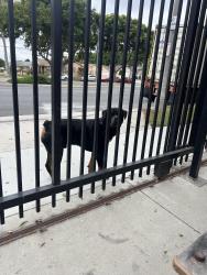Found/Stray Unknown Dog last seen Long Beach Blvd and Adams’s St, Long Beach, CA 90805