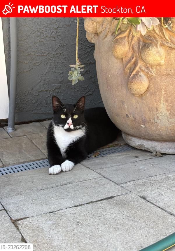 Lost Male Cat last seen Lower Sacramento, near Bear creek dry creek, Stockton, CA 95209