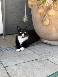 Lost Male Cat last seen Lower Sacramento, near Bear creek dry creek, Stockton, CA 95209