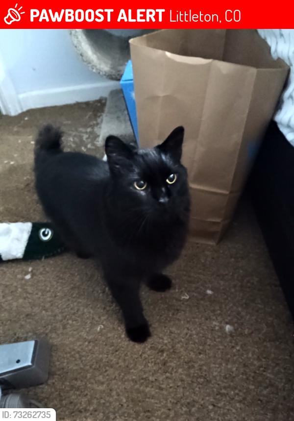 Lost Male Cat last seen Cross & Simms, Littleton, CO 80123