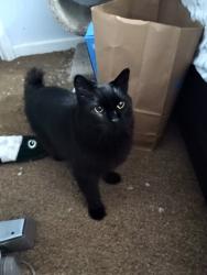 Lost Male Cat last seen Cross & Simms, Littleton, CO 80123